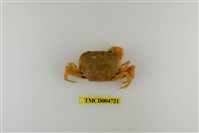 藏品(屏東澤蟹)的圖片